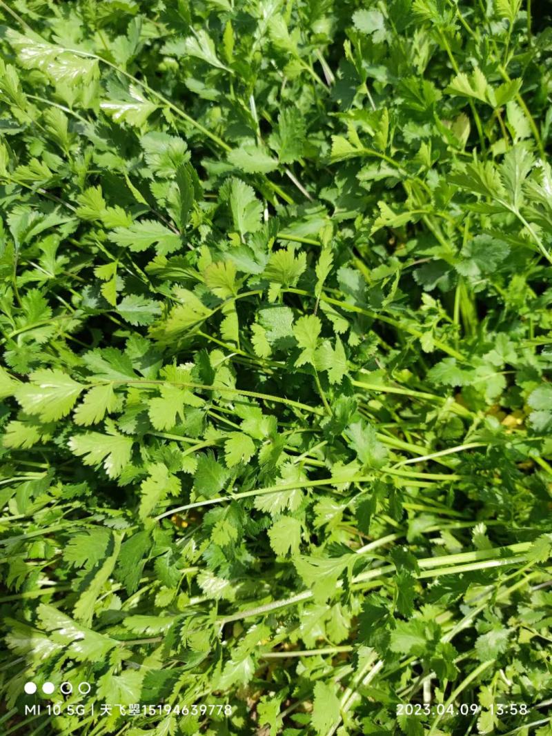 河北邯郸大叶香菜产地直发一手货源批发品质保证价格美丽