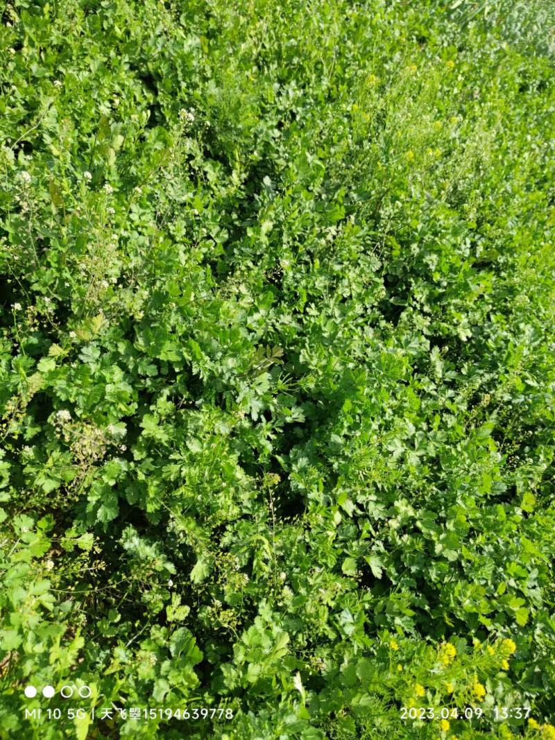 河北邯郸大叶香菜产地直发一手货源批发品质保证价格美丽