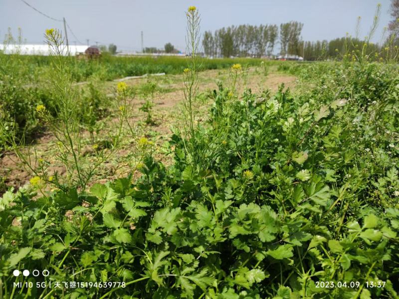 河北邯郸大叶香菜产地直发一手货源批发品质保证价格美丽