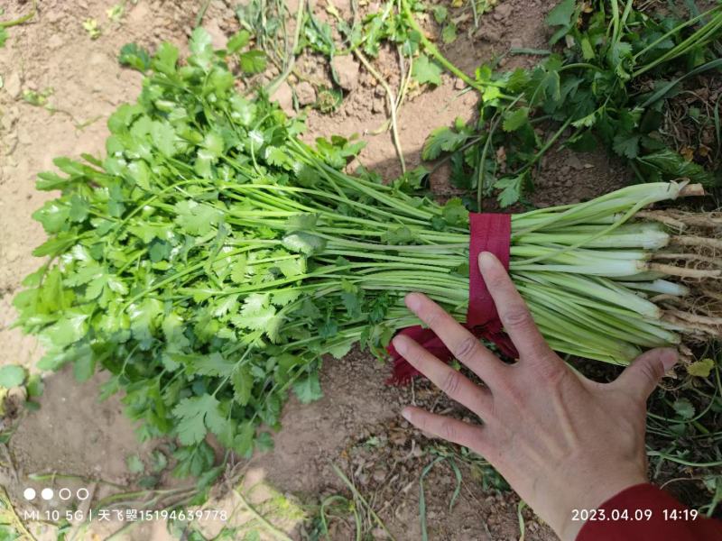 河北邯郸大叶香菜产地直发一手货源批发品质保证价格美丽