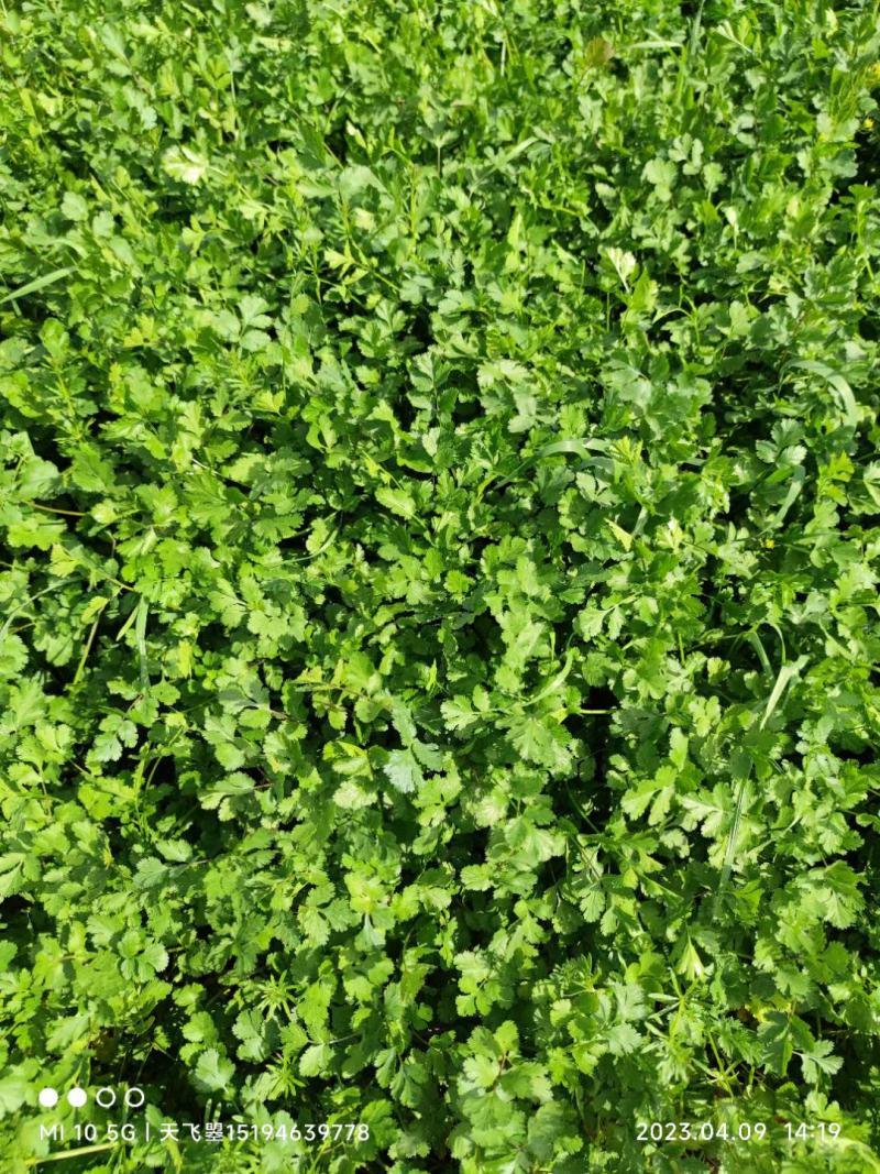 河北邯郸大叶香菜产地直发一手货源批发品质保证价格美丽
