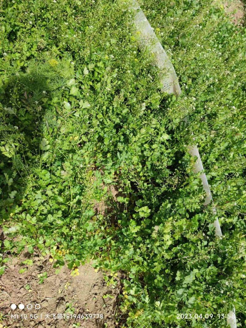 河北邯郸大叶香菜产地直发一手货源批发品质保证价格美丽