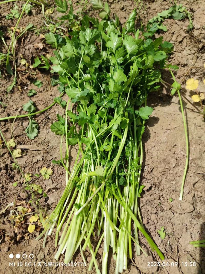 河北邯郸大叶香菜产地直发一手货源批发品质保证价格美丽