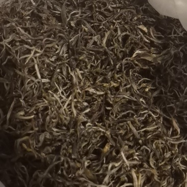 云南普洱墨江凤凰山古树