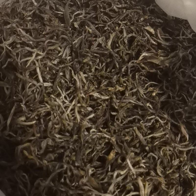 云南普洱墨江凤凰山古树