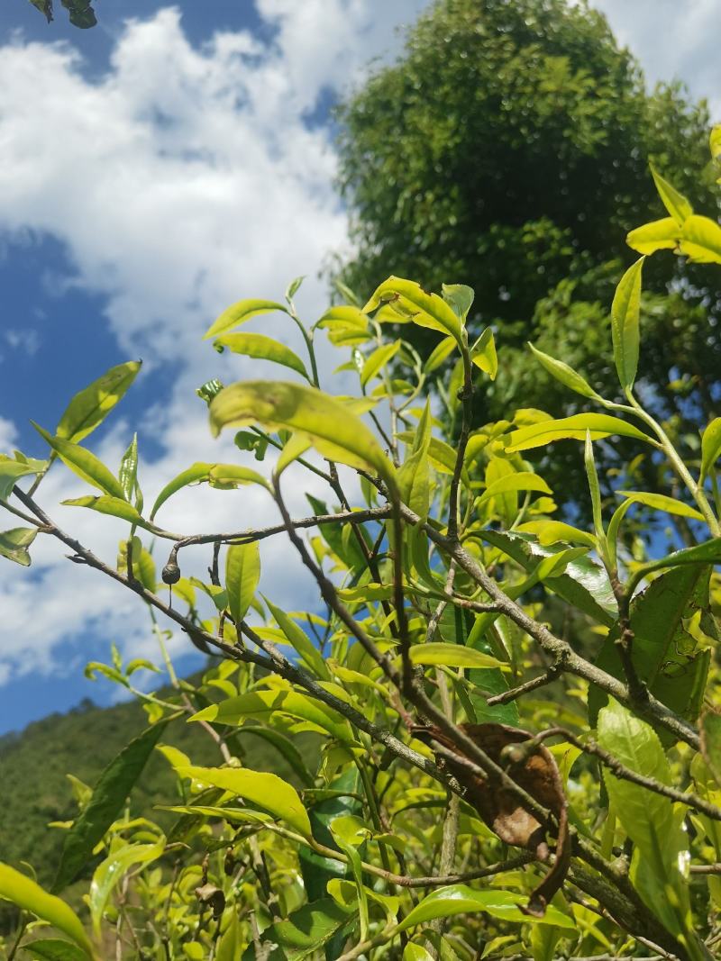 云南普洱墨江凤凰山古树