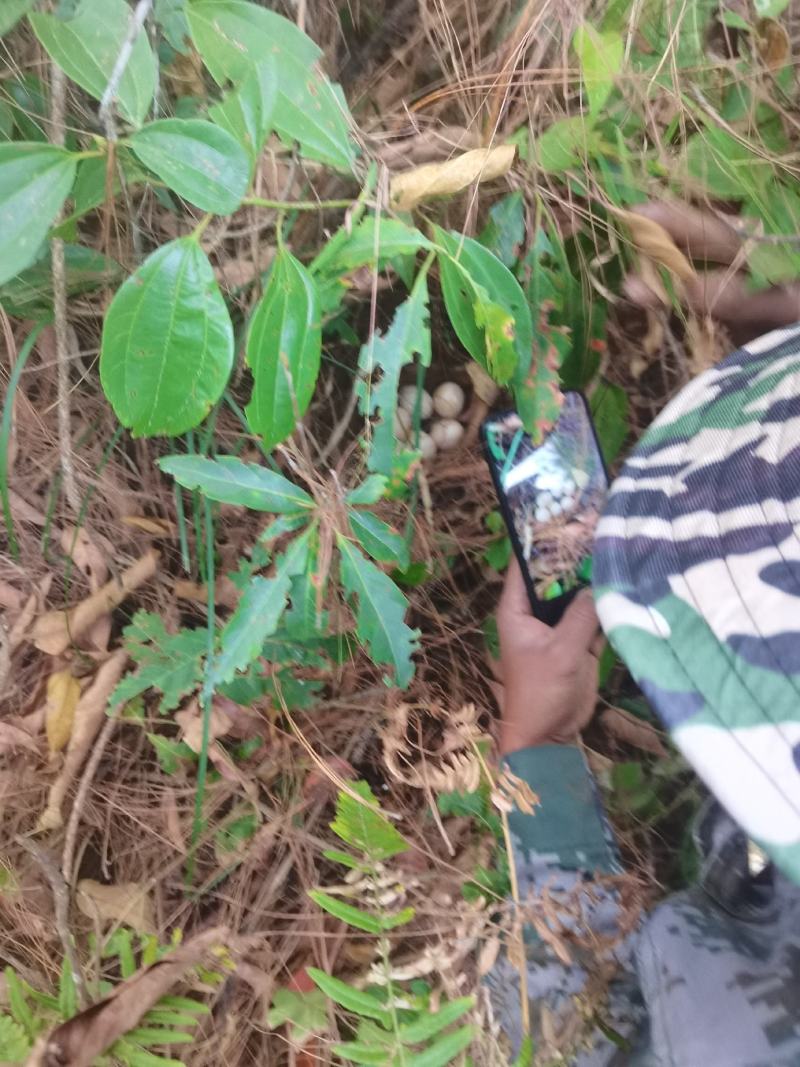 云南普洱墨江凤凰山古树