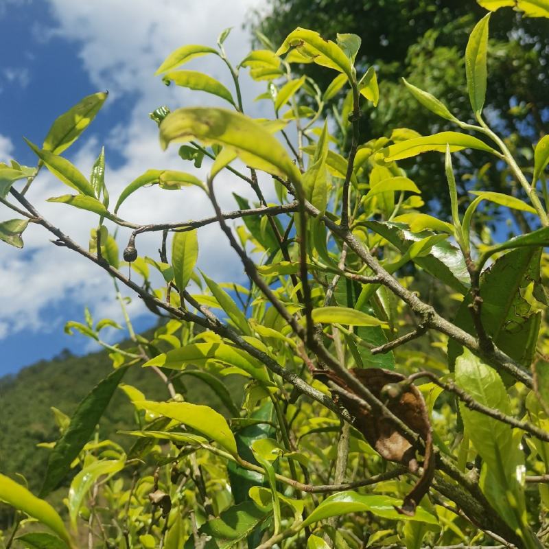 云南普洱墨江凤凰山古树