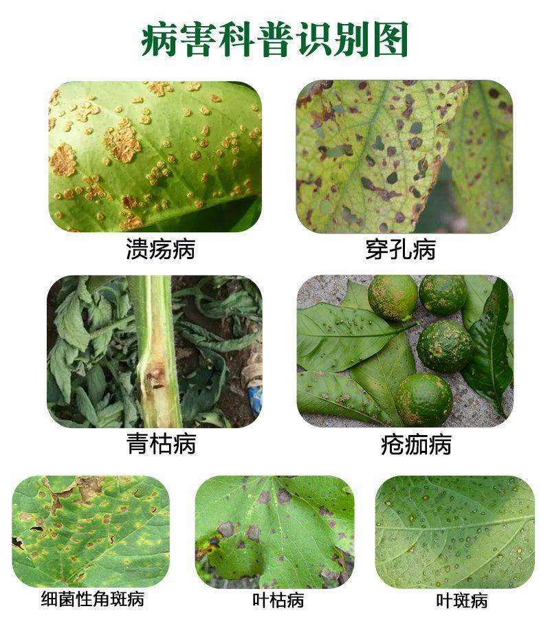 33%春雷霉素喹啉铜溃疡细菌性角斑病流胶软腐穿孔杀菌剂