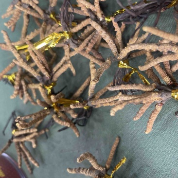 青海玉树精选小草
