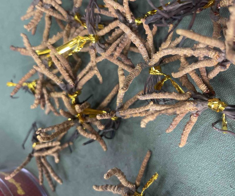 青海玉树精选小草