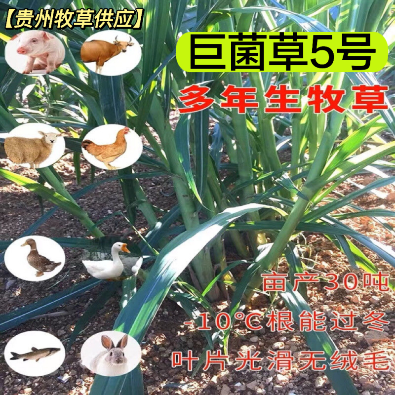 高产优质巨菌草苗红象草苗甜象草苗皇竹草苗带土包装成活率高
