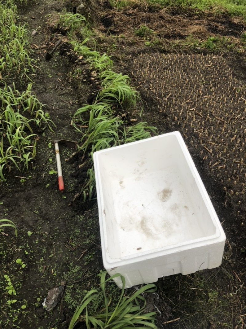 高产优质巨菌草苗红象草苗甜象草苗皇竹草苗带土包装成活率高