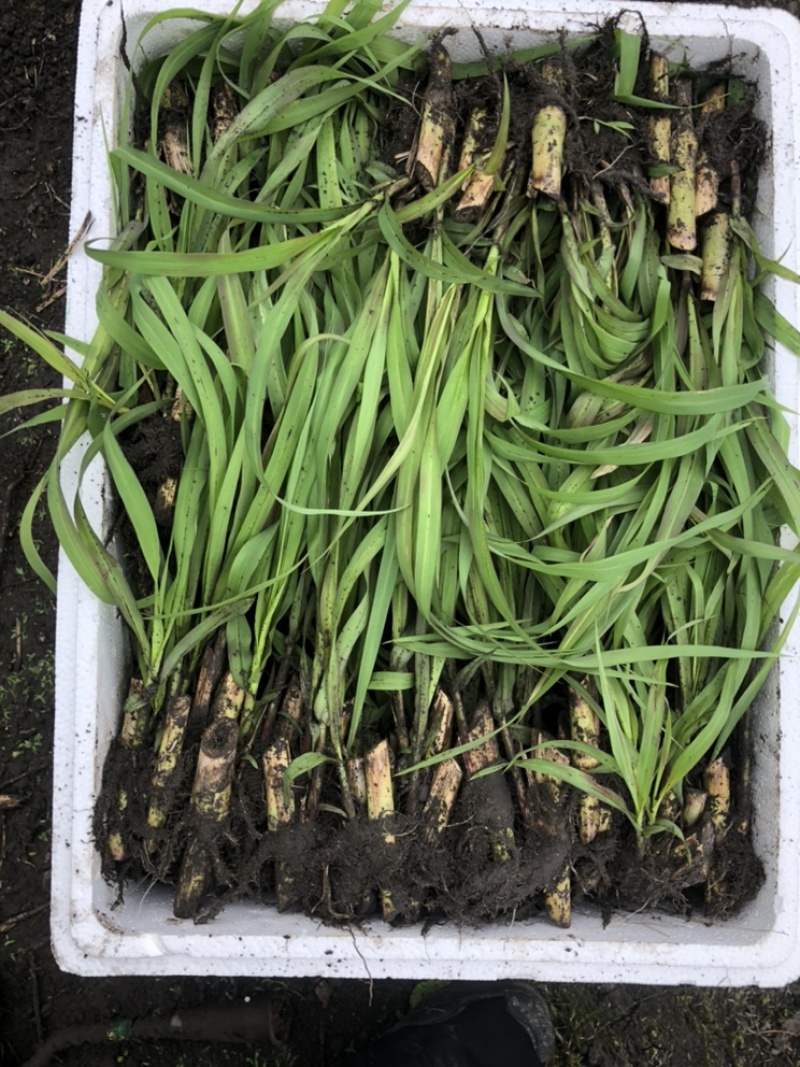 高产优质巨菌草苗红象草苗甜象草苗皇竹草苗带土包装成活率高