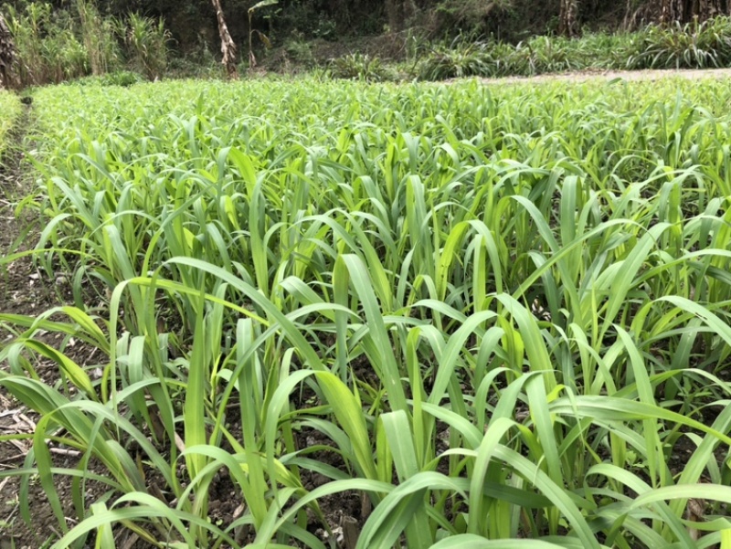 高产优质巨菌草苗红象草苗甜象草苗皇竹草苗带土包装成活率高