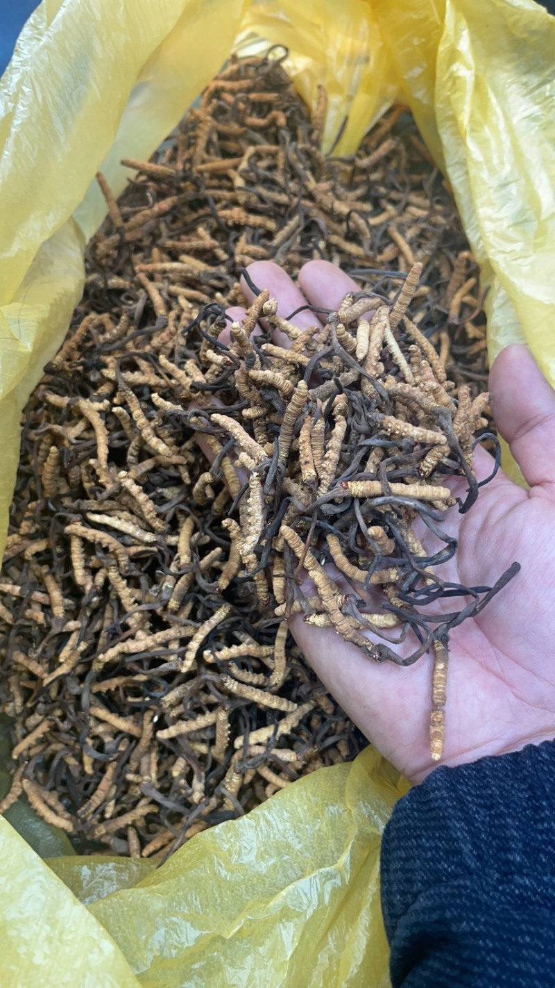 青海玉树精选小草