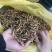 青海玉树精选小草