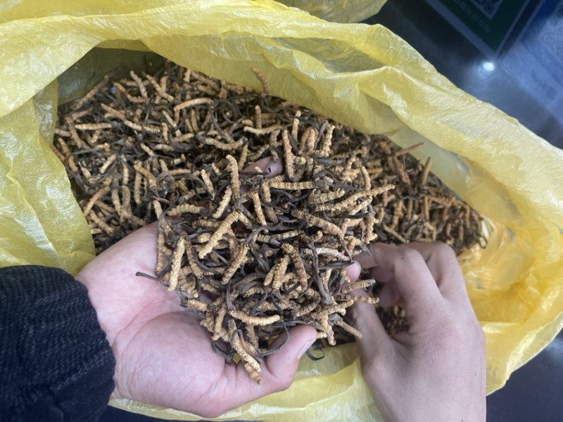 青海玉树精选小草