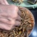 青海玉树精选小草