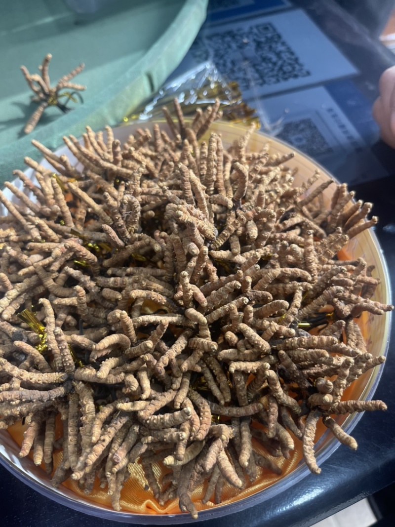 青海玉树精选小草
