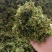 2023年新货鲜果大量