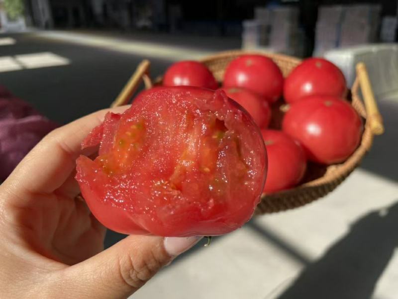 河北邯郸精品西红柿产地直发一手货源批发品质保证价格美丽