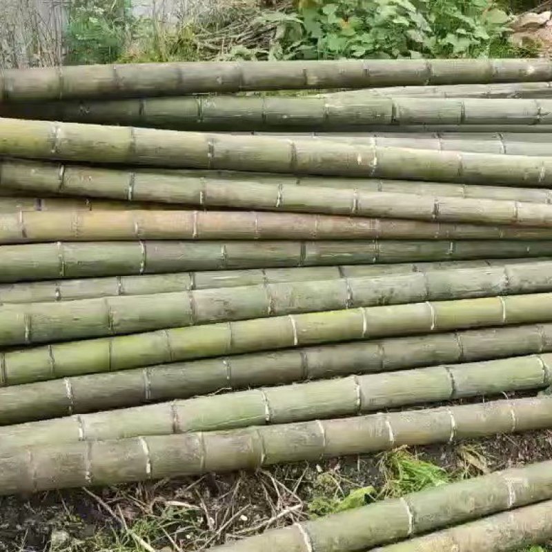 大量供应桂北山区楠竹，各种规格，香蕉竹欢迎各位老板洽购