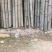大量供应桂北山区楠竹，各种规格，香蕉竹欢迎各位老板洽购