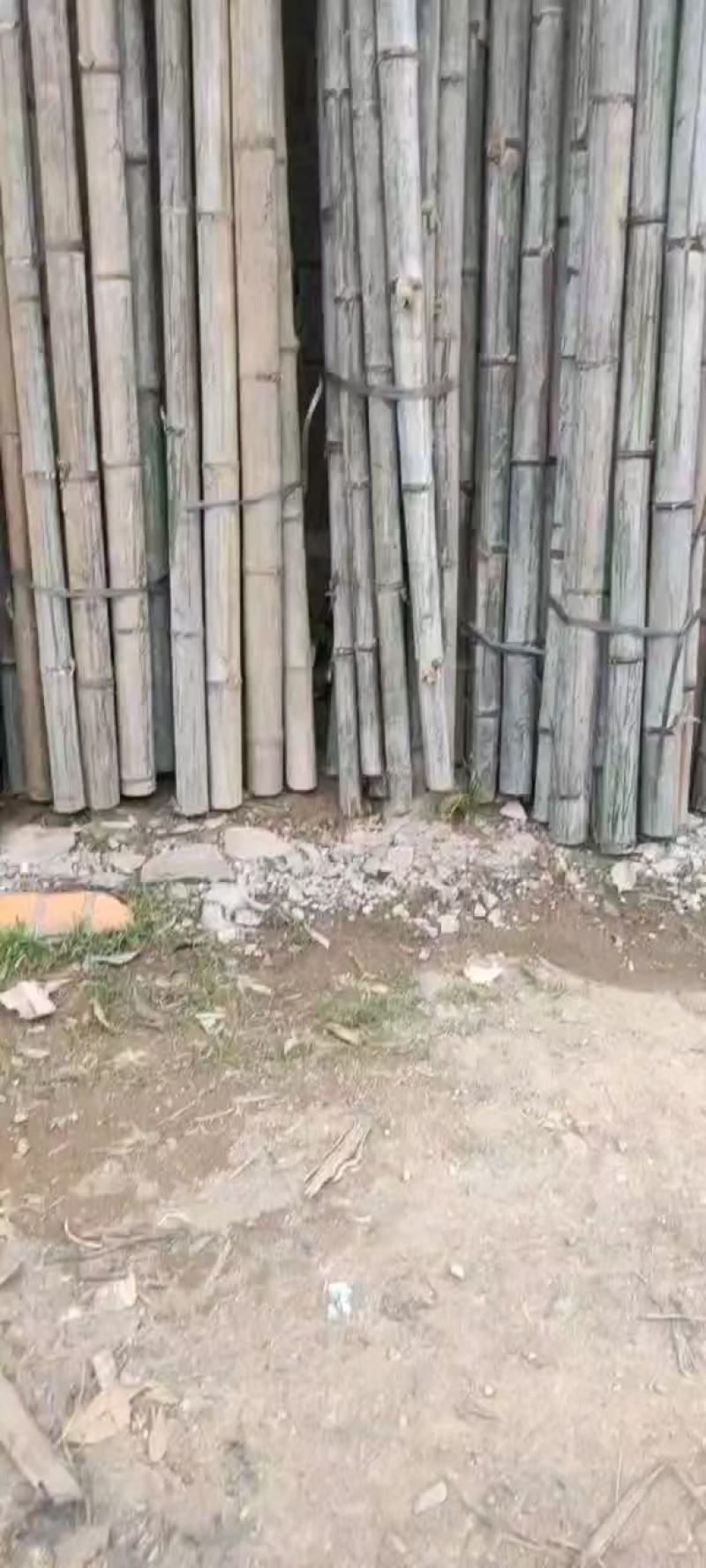 大量供应桂北山区楠竹，各种规格，香蕉竹欢迎各位老板洽购