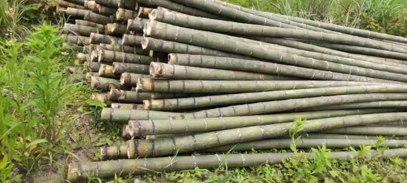 大量供应桂北山区楠竹，各种规格，香蕉竹欢迎各位老板洽购