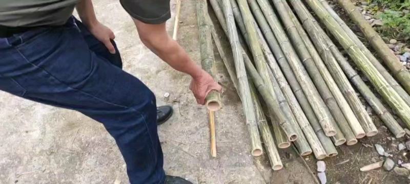 大量供应桂北山区楠竹，各种规格，香蕉竹欢迎各位老板洽购