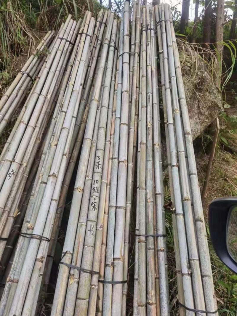 大量供应桂北山区楠竹，各种规格，香蕉竹欢迎各位老板洽购