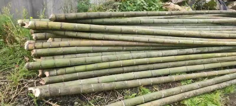 大量供应桂北山区楠竹，各种规格，香蕉竹欢迎各位老板洽购