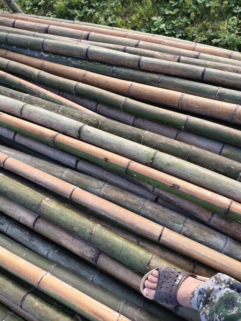 大量供应桂北山区楠竹，各种规格，香蕉竹欢迎各位老板洽购