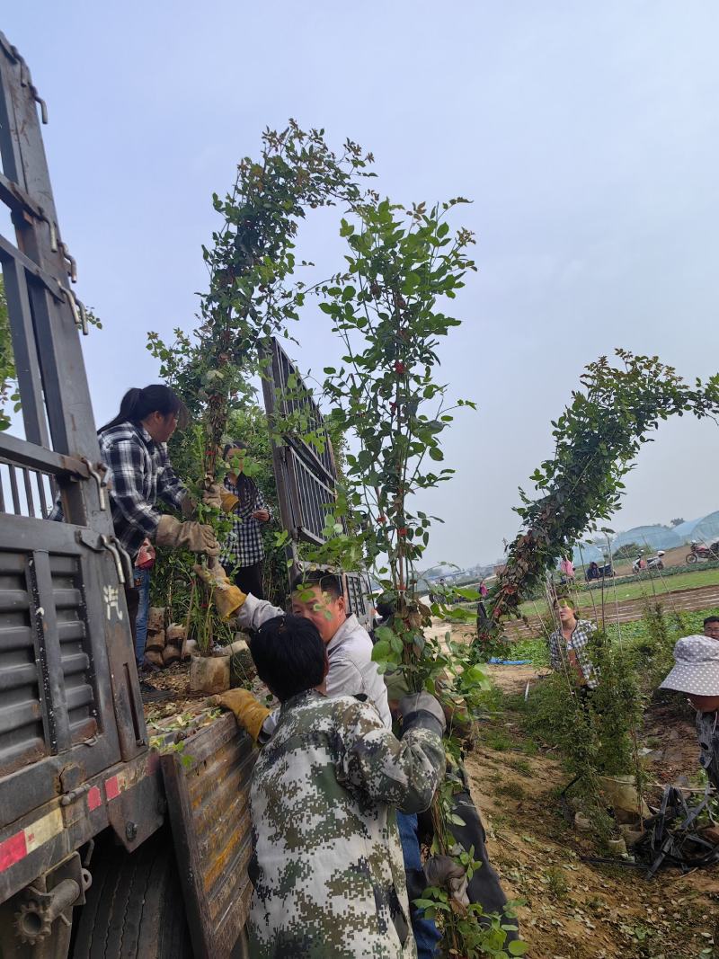 南阳月季种植直发藤本月季，爬藤月季，安吉拉，蔷薇大苗