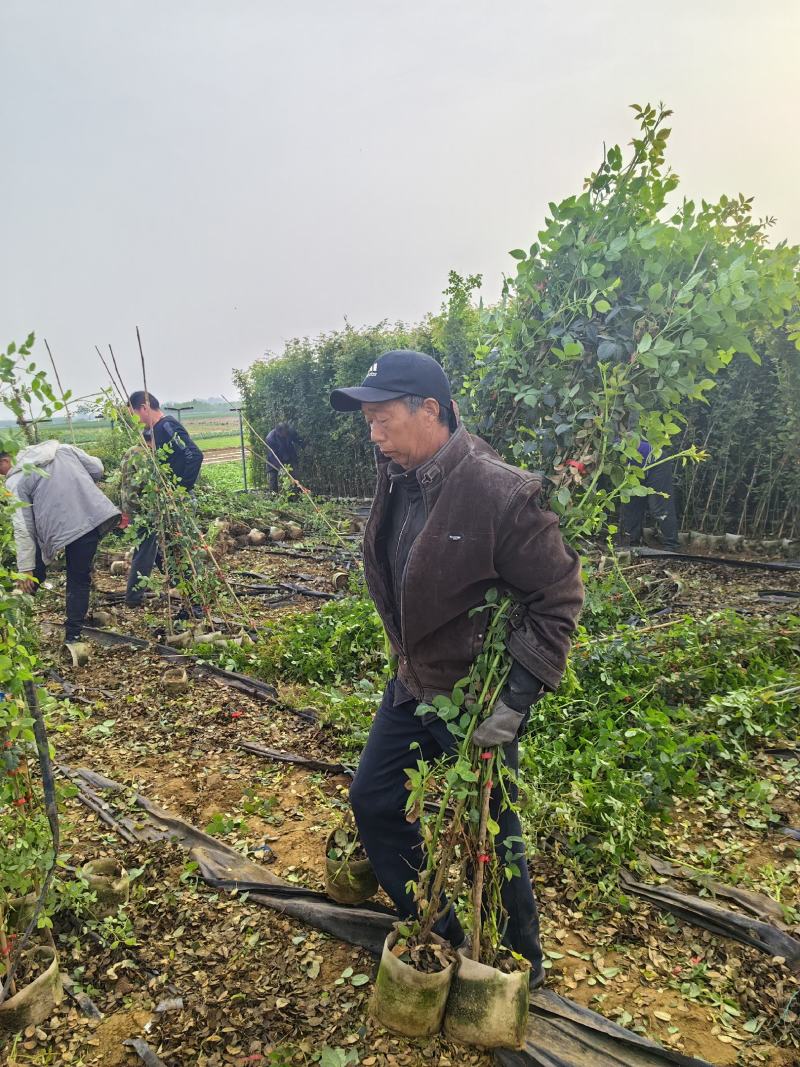 南阳月季种植直发藤本月季，爬藤月季，安吉拉，蔷薇大苗