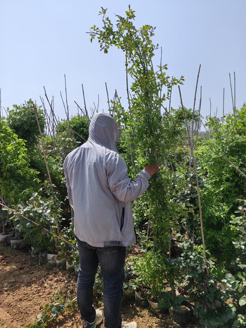 南阳月季种植直发藤本月季，爬藤月季，安吉拉，蔷薇大苗