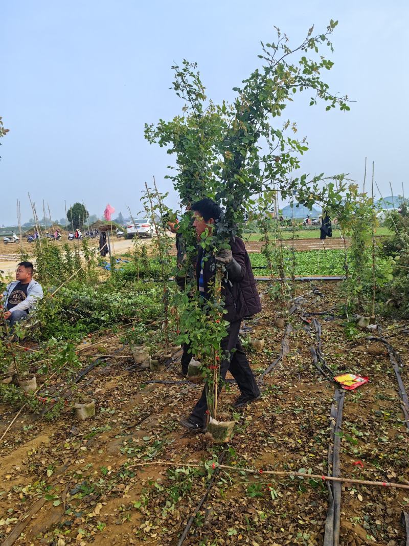 南阳月季种植直发藤本月季，爬藤月季，安吉拉，蔷薇大苗