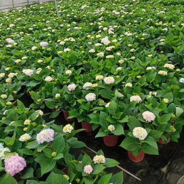无尽夏绣球八仙花八仙花盆栽规格齐全