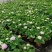 无尽夏绣球八仙花八仙花盆栽规格齐全
