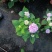 无尽夏绣球八仙花八仙花盆栽规格齐全