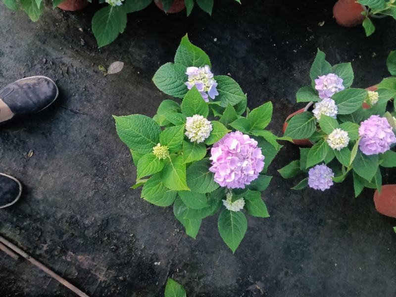 无尽夏绣球八仙花八仙花盆栽规格齐全