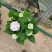 无尽夏绣球八仙花八仙花盆栽规格齐全