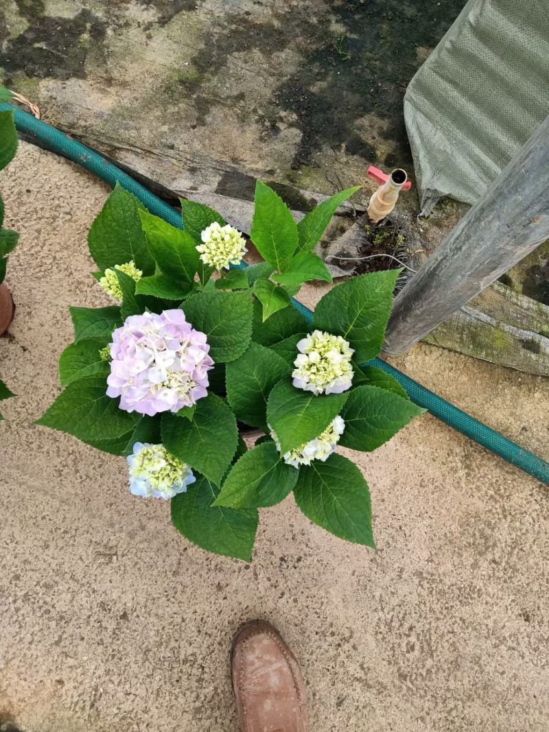 无尽夏绣球八仙花八仙花盆栽规格齐全