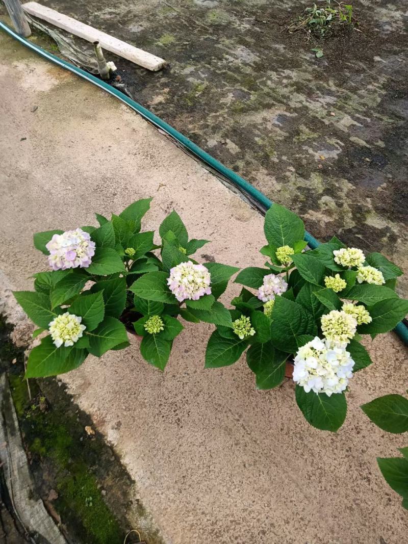 无尽夏绣球八仙花八仙花盆栽规格齐全