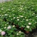 无尽夏绣球八仙花八仙花盆栽规格齐全