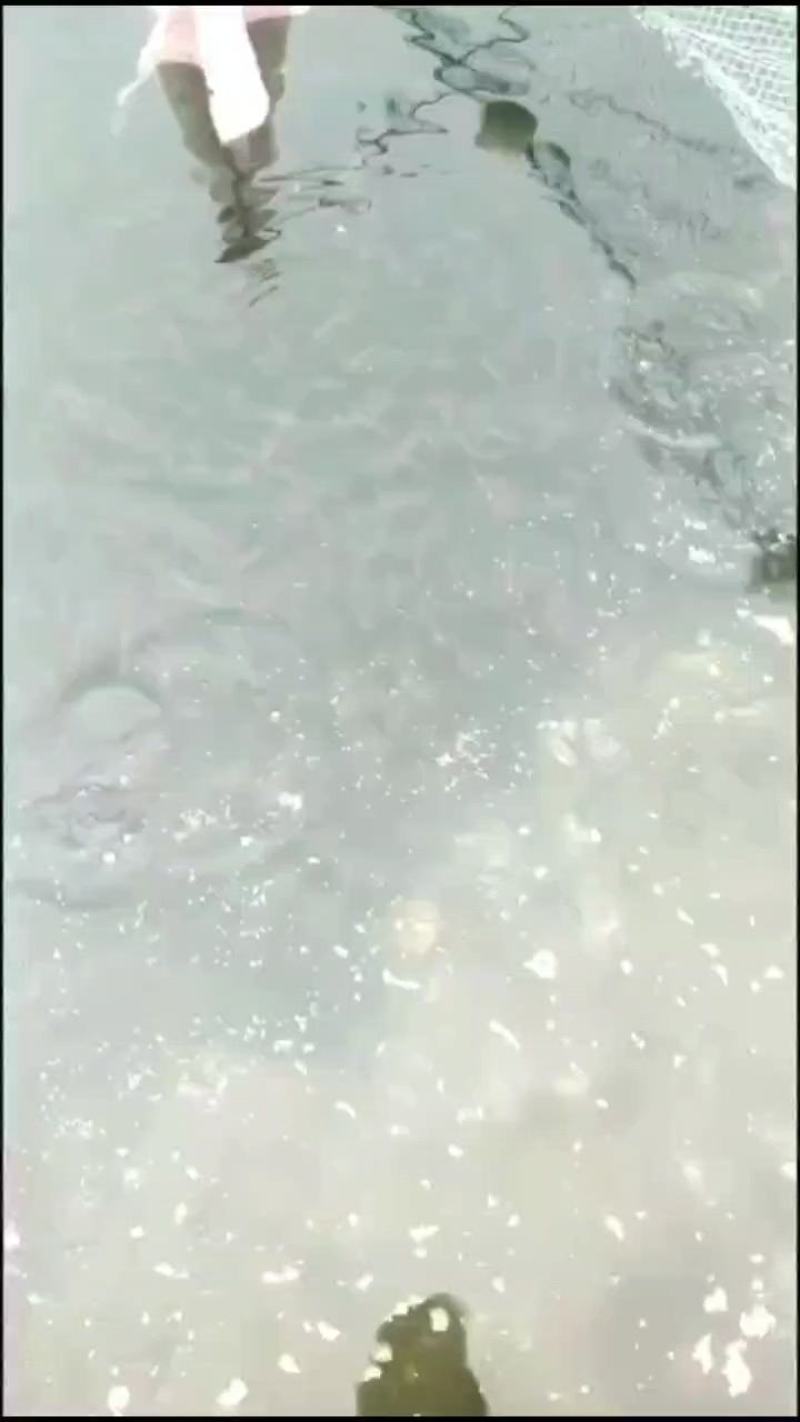 卢鱼