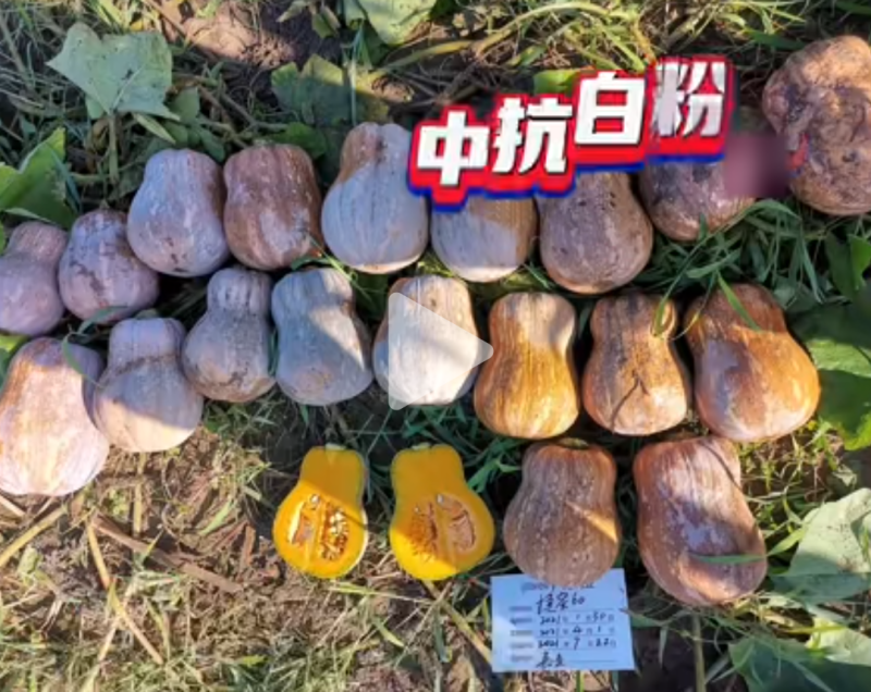 捷蜜60小南瓜种子花生小南瓜类型