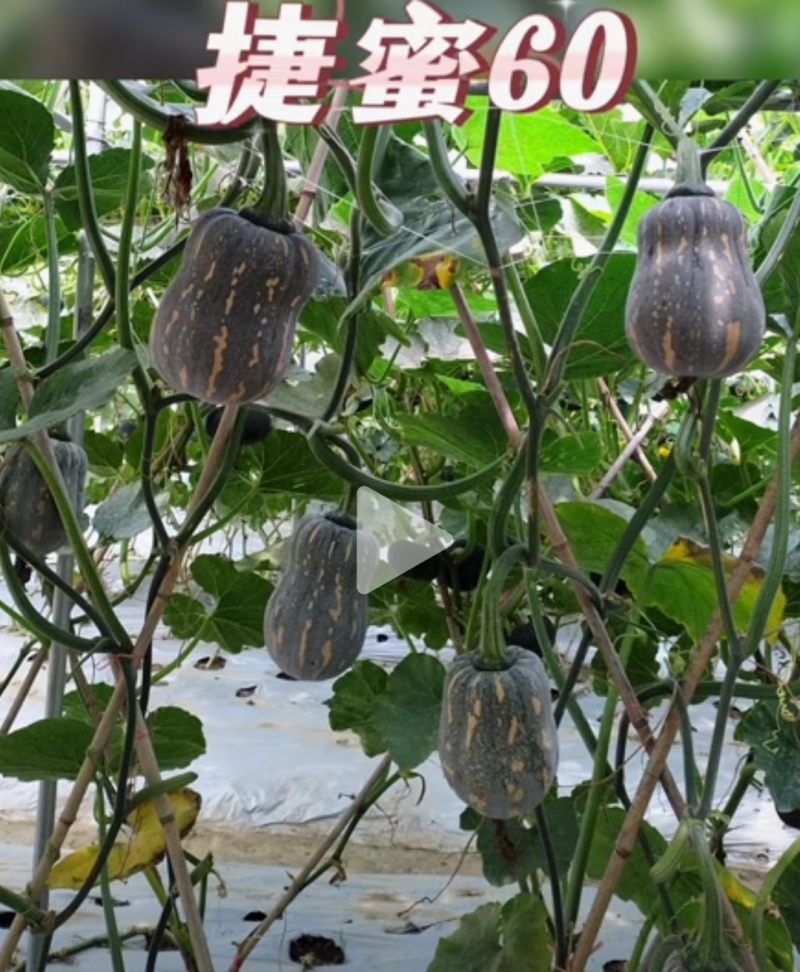 捷蜜60小南瓜种子花生小南瓜类型