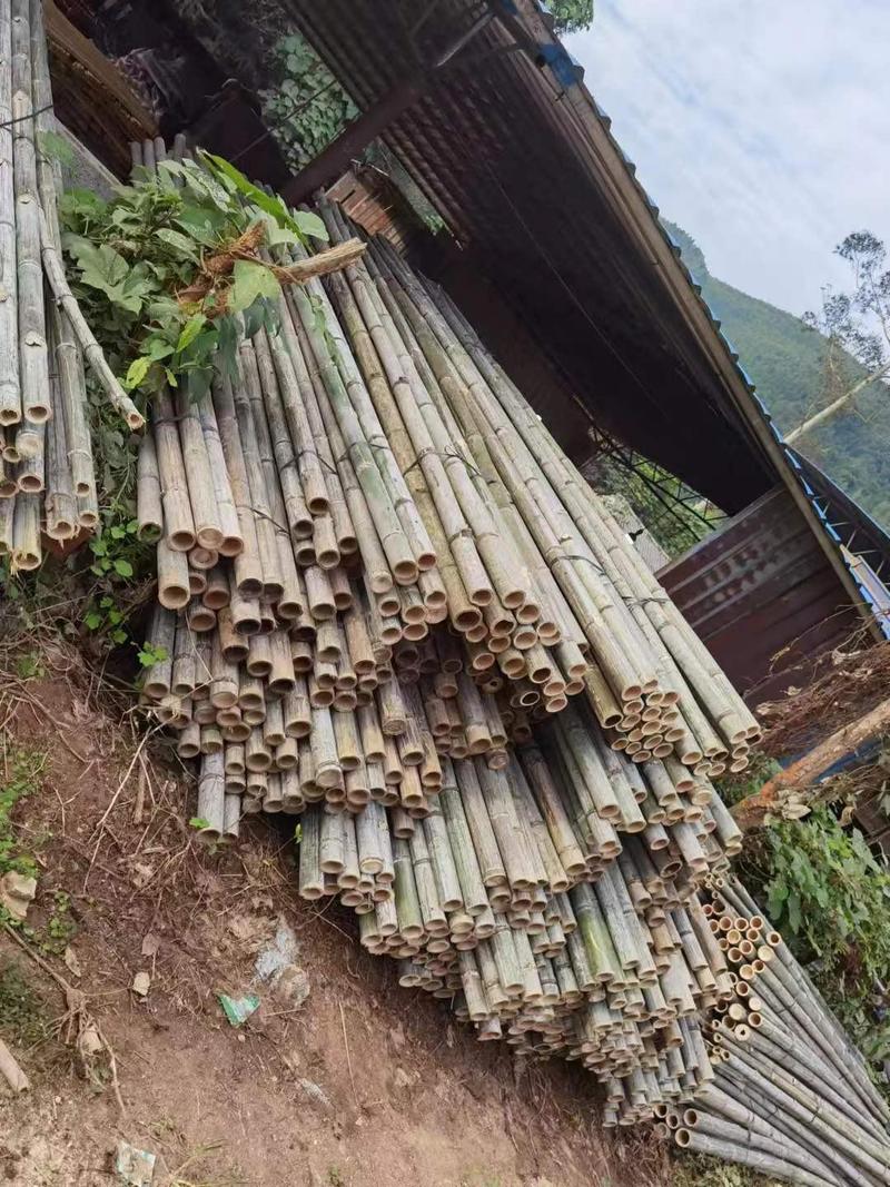 大量供应桂北山区楠竹，各种规格，香蕉竹欢迎各位老板洽购